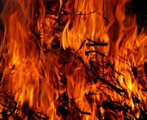 Oheň v lese