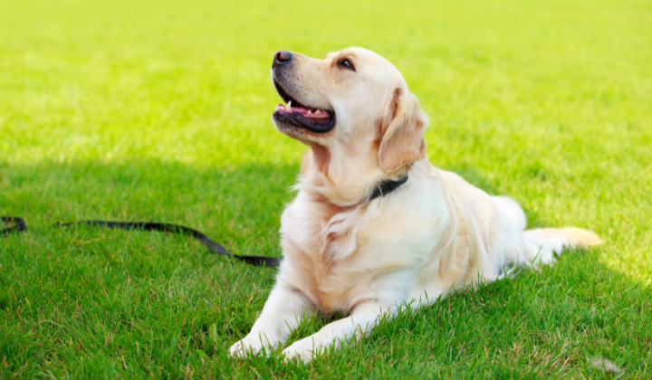 Ikona pre článok OZNAM: Veterinár v obci