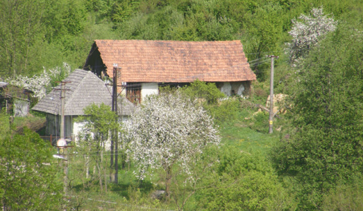 Staršia Radiša