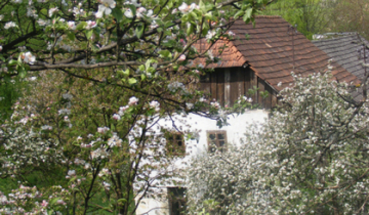 Staršia Radiša