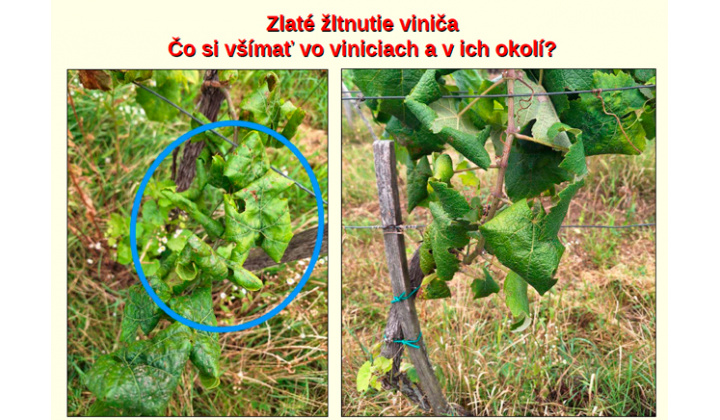 Fotka pre článok UPOZORNENIE: choroba zlaté žltnutie viniča